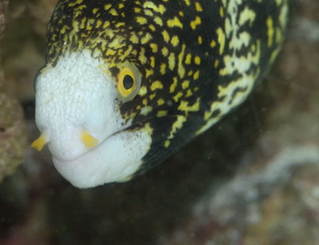 saltwater fish - echidna nebulosa - snowflake eel stocking in 90 gallons tank - my snowflake eel saltwater fish - echidna nebulosa - snowflake eel stocking in 90 gallons tank - my snowflake eel