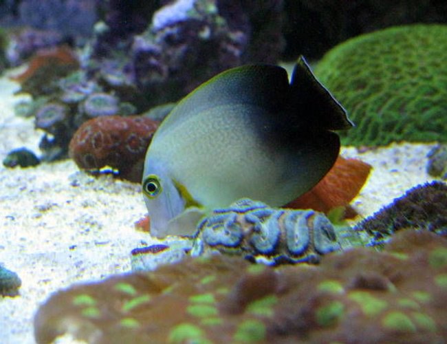 saltwater fish - acanthurus chronixis - mimic half black tang stocking in 28 gallons tank - halfblack mimic tang saltwater fish - acanthurus chronixis - mimic half black tang stocking in 28 gallons tank - halfblack mimic tang