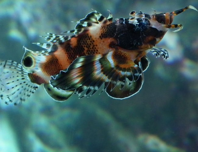 saltwater fish - dendrochirus biocellatus - fu manchu lionfish stocking in 165 gallons tank - Fu Man-Chu Lionfish Lucy saltwater fish - dendrochirus biocellatus - fu manchu lionfish stocking in 165 gallons tank - Fu Man-Chu Lionfish Lucy