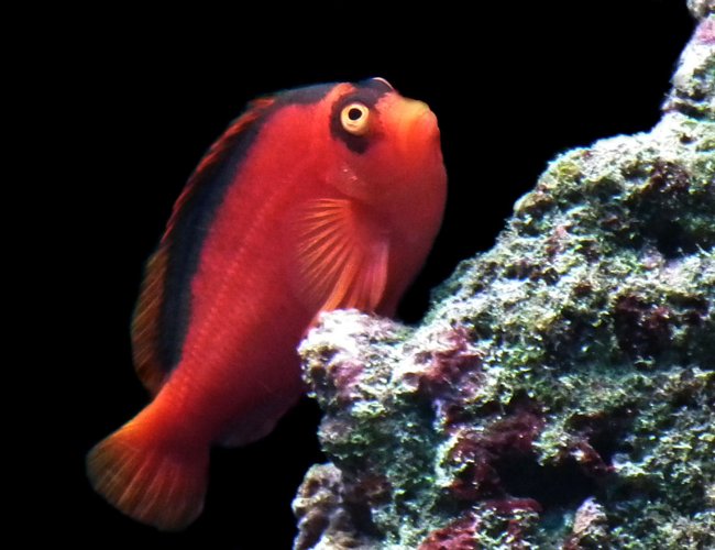 saltwater fish - neocirrhitus armatus - flame hawkfish stocking in 165 gallons tank - Flame my Hawkfish saltwater fish - neocirrhitus armatus - flame hawkfish stocking in 165 gallons tank - Flame my Hawkfish