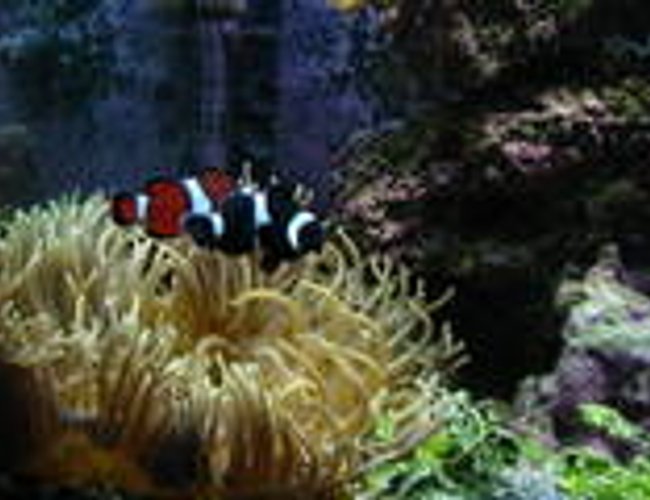 saltwater fish - amphiprion ocellaris var. - black and white ocellaris clownfish stocking in 120 gallons tank - Clowns with anemone saltwater fish - amphiprion ocellaris var. - black and white ocellaris clownfish stocking in 120 gallons tank - Clowns with anemone