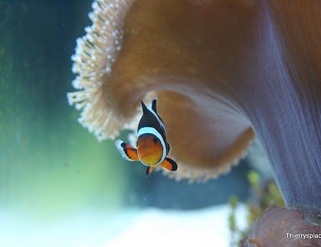 saltwater fish - amphiprion percula - true percula clownfish stocking in 66 gallons tank - Clownfish hiding underneath the Toadstool leather coral saltwater fish - amphiprion percula - true percula clownfish stocking in 66 gallons tank - Clownfish hiding underneath the Toadstool leather coral