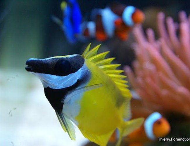 saltwater fish - siganus vulpinus - foxface lo stocking in 66 gallons tank - Foxface with spikes up! saltwater fish - siganus vulpinus - foxface lo stocking in 66 gallons tank - Foxface with spikes up!