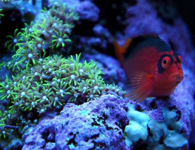 saltwater fish - neocirrhitus armatus - flame hawkfish stocking in 75 gallons tank - my flame hawkfish chillin' saltwater fish - neocirrhitus armatus - flame hawkfish stocking in 75 gallons tank - my flame hawkfish chillin'