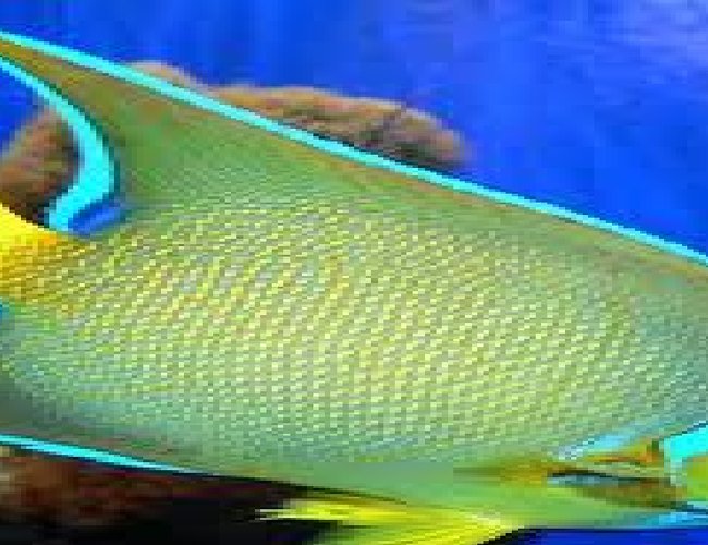 saltwater fish - holacanthus ciliaris - queen angelfish stocking in 100 gallons tank - I kept it with some peacock fish and it surely matched saltwater fish - holacanthus ciliaris - queen angelfish stocking in 100 gallons tank - I kept it with some peacock fish and it surely matched
