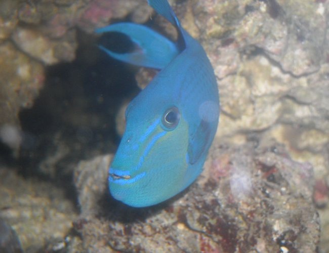 saltwater fish - odonus niger - niger triggerfish stocking in 65 gallons tank - my niger trig "babe" saltwater fish - odonus niger - niger triggerfish stocking in 65 gallons tank - my niger trig "babe"