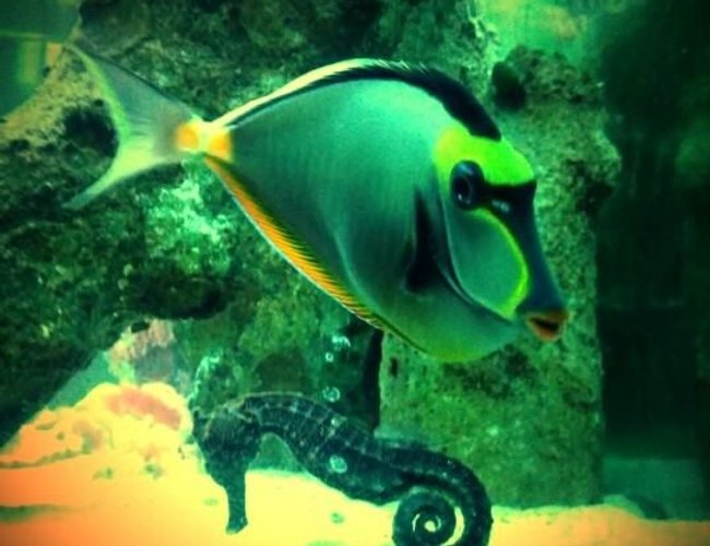 saltwater fish - naso lituratus - naso tang stocking in 120 gallons tank - Naso Tang and Kuda Seahorse are Lovers! saltwater fish - naso lituratus - naso tang stocking in 120 gallons tank - Naso Tang and Kuda Seahorse are Lovers!