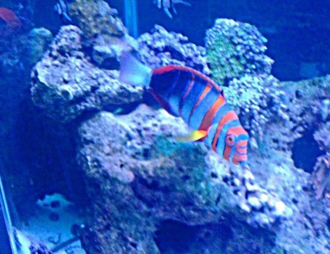 saltwater fish - choerodon fasciatus - harlequin tusk stocking in 120 gallons tank - Harlequin TuskFish saltwater fish - choerodon fasciatus - harlequin tusk stocking in 120 gallons tank - Harlequin TuskFish