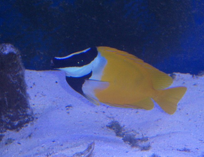 saltwater fish - siganus vulpinus - foxface lo stocking in 180 gallons tank - Fox Face saltwater fish - siganus vulpinus - foxface lo stocking in 180 gallons tank - Fox Face
