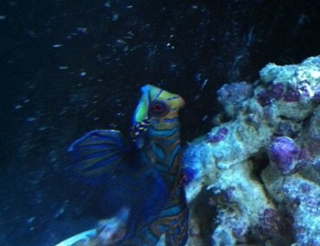 saltwater fish - synchiropus splendidus - green mandarin stocking in 90 gallons tank - Dragonet saltwater fish - synchiropus splendidus - green mandarin stocking in 90 gallons tank - Dragonet