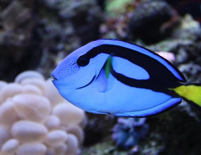 saltwater fish - paracanthurus hepatus - blue tang stocking in 65 gallons tank - HIPPIE
MY 2YR OLD BLUE HIPPO saltwater fish - paracanthurus hepatus - blue tang stocking in 65 gallons tank - HIPPIE
MY 2YR OLD BLUE HIPPO