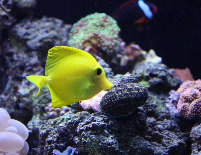 saltwater fish - zebrasoma flavescens - yellow tang - hawaii stocking in 65 gallons tank - SUNNY
3 YR OLD YELLOW HAWAIIN TANG saltwater fish - zebrasoma flavescens - yellow tang - hawaii stocking in 65 gallons tank - SUNNY
3 YR OLD YELLOW HAWAIIN TANG