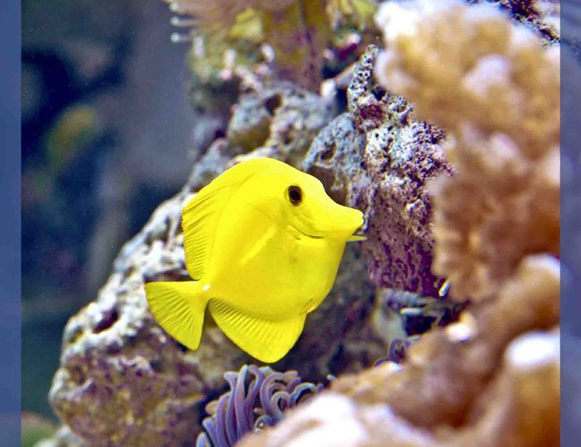 saltwater fish - zebrasoma flavescens - yellow tang - hawaii stocking in 90 gallons tank - My 90 gal saltwater fish - zebrasoma flavescens - yellow tang - hawaii stocking in 90 gallons tank - My 90 gal