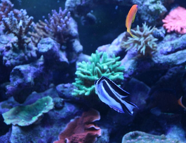 saltwater fish - genicanthus bellus - bellus angelfish stocking in 90 gallons tank - Bellus Angel one of 4 largest female is Morphing into Male Yeah!!!! saltwater fish - genicanthus bellus - bellus angelfish stocking in 90 gallons tank - Bellus Angel one of 4 largest female is Morphing into Male Yeah!!!!