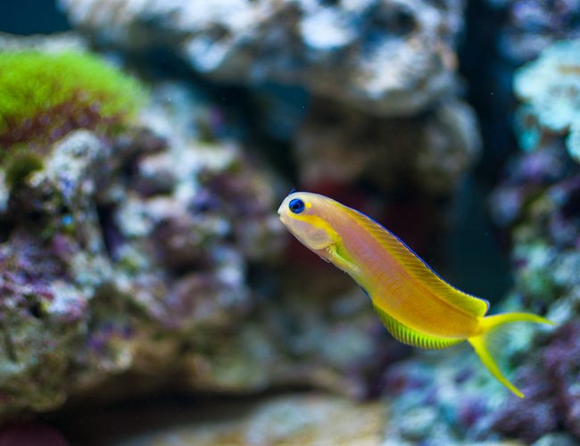 saltwater fish - ecsenius midas - midas blenny stocking in 55 gallons tank - Midas Blenny saltwater fish - ecsenius midas - midas blenny stocking in 55 gallons tank - Midas Blenny