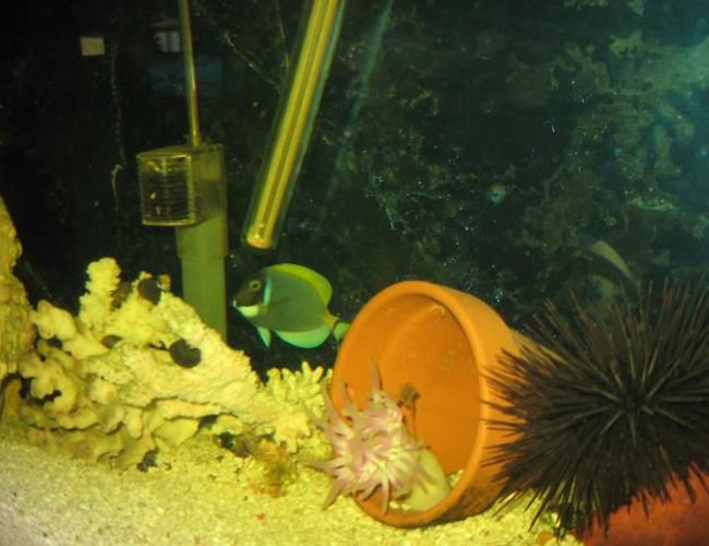 saltwater fish - acanthurus leucosternon - powder blue tang stocking in 55 gallons tank - my powder blue saltwater fish - acanthurus leucosternon - powder blue tang stocking in 55 gallons tank - my powder blue