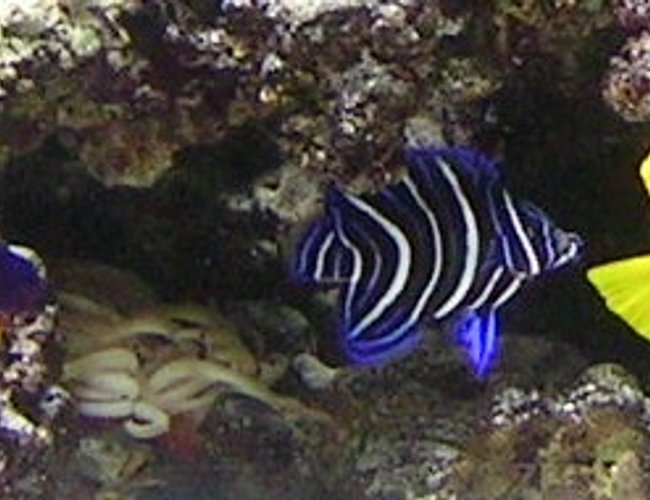 saltwater fish - pomacanthus semicirculatus - koran angelfish stocking in 55 gallons tank - my koran angel yawning....sweeet, yellow tang and coral beauty saltwater fish - pomacanthus semicirculatus - koran angelfish stocking in 55 gallons tank - my koran angel yawning....sweeet, yellow tang and coral beauty