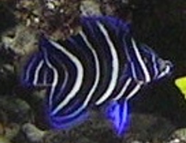 saltwater fish - pomacanthus semicirculatus - koran angelfish stocking in 55 gallons tank - yeeaaa!! my koran angel saltwater fish - pomacanthus semicirculatus - koran angelfish stocking in 55 gallons tank - yeeaaa!! my koran angel