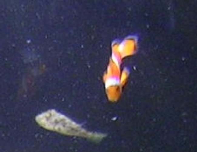 saltwater fish - amphiprion percula - true percula clownfish stocking in 55 gallons tank - the clown and the puffer saltwater fish - amphiprion percula - true percula clownfish stocking in 55 gallons tank - the clown and the puffer