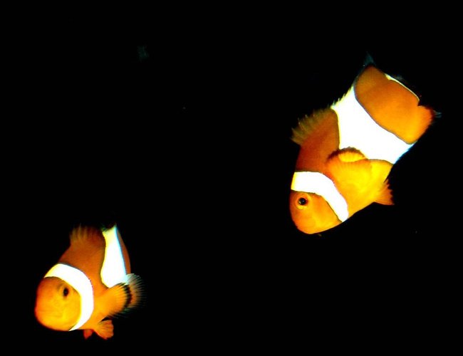 saltwater fish - amphiprion percula - true percula clownfish stocking in 80 gallons tank - My Clown Fish saltwater fish - amphiprion percula - true percula clownfish stocking in 80 gallons tank - My Clown Fish
