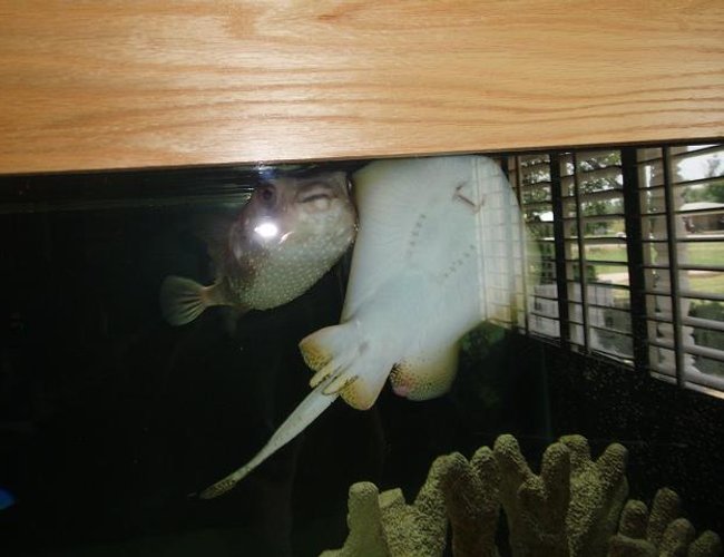saltwater fish - taeniura lymma - bluespotted stingray stocking in 240 gallons tank - My Huge Puffer and His best buddy the sting ray! saltwater fish - taeniura lymma - bluespotted stingray stocking in 240 gallons tank - My Huge Puffer and His best buddy the sting ray!
