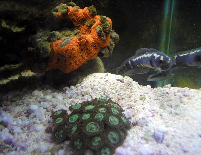 saltwater fish - signigobius biocellatus - two spot goby stocking in 55 gallons tank - This is a Worm Goby with a few corals around him saltwater fish - signigobius biocellatus - two spot goby stocking in 55 gallons tank - This is a Worm Goby with a few corals around him