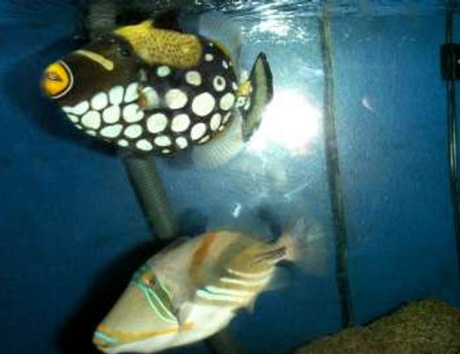 saltwater fish - balistoides conspicillum - clown triggerfish stocking in 55 gallons tank - Clown and Picaso Trigger saltwater fish - balistoides conspicillum - clown triggerfish stocking in 55 gallons tank - Clown and Picaso Trigger