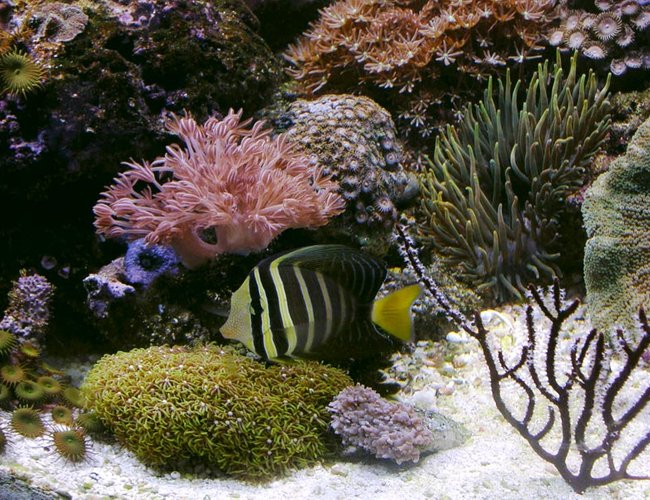 saltwater fish - zebrasoma veliferum - sailfin tang stocking in 170 gallons tank - sailfin tang saltwater fish - zebrasoma veliferum - sailfin tang stocking in 170 gallons tank - sailfin tang