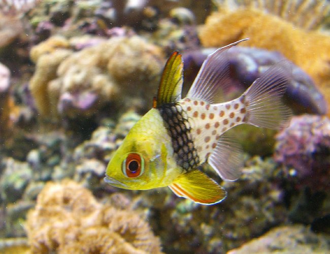 saltwater fish - sphaeramia nematoptera - spotted cardinalfish stocking in 110 gallons tank - PJ Cardinal in my reef tank. saltwater fish - sphaeramia nematoptera - spotted cardinalfish stocking in 110 gallons tank - PJ Cardinal in my reef tank.