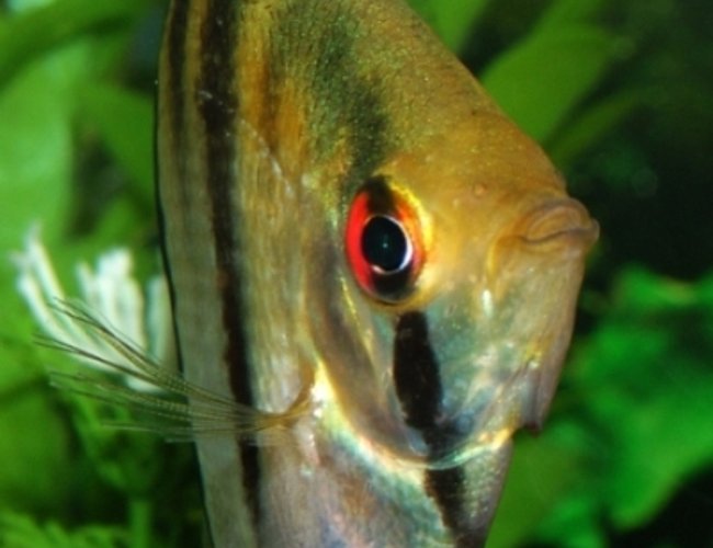 saltwater fish - centropyge fisheri - fisher's angelfish stocking in 46 gallons tank - Angelfish. saltwater fish - centropyge fisheri - fisher's angelfish stocking in 46 gallons tank - Angelfish.