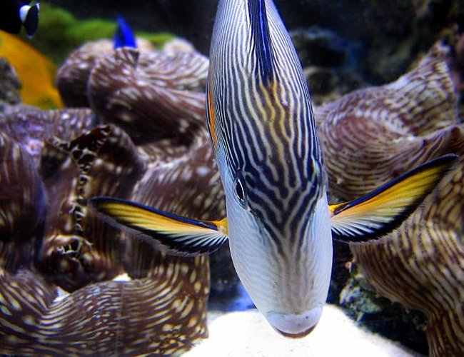 saltwater fish - acanthurus sohal - sohal tang stocking in 55 gallons tank - Sohal tang saltwater fish - acanthurus sohal - sohal tang stocking in 55 gallons tank - Sohal tang
