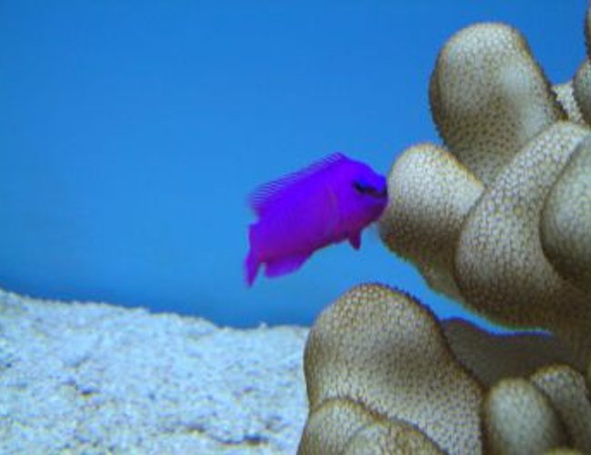 saltwater fish - pseudochromis fridmani - fridmani pseudochromis stocking in 55 gallons tank - My Fridmani Psedo saltwater fish - pseudochromis fridmani - fridmani pseudochromis stocking in 55 gallons tank - My Fridmani Psedo