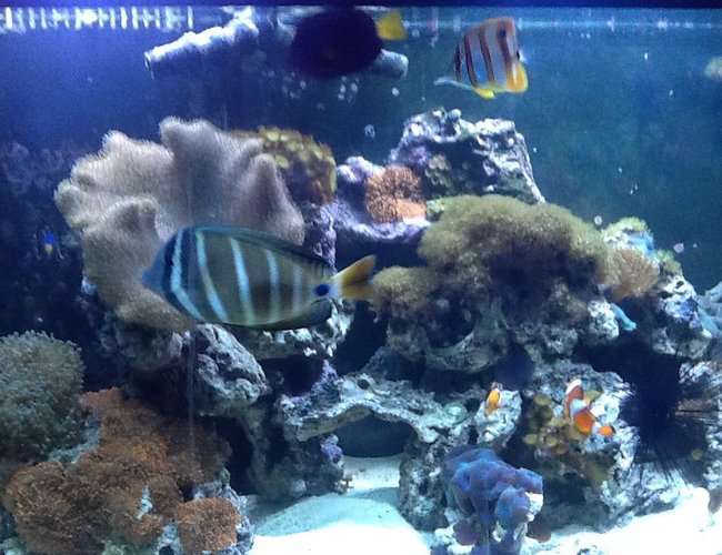saltwater fish - chelmon rostratus - copperband butterflyfish stocking in 72 gallons tank - My 72 bow front saltwater fish - chelmon rostratus - copperband butterflyfish stocking in 72 gallons tank - My 72 bow front