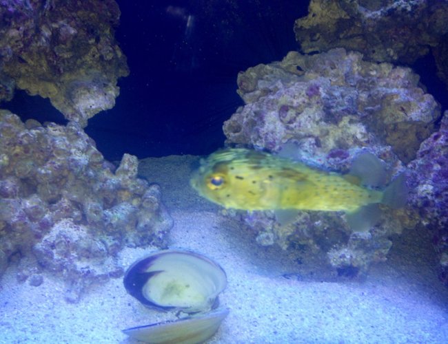 saltwater fish - diodon holocanthus - porcupine puffer stocking in 150 gallons tank - Porky the Puffer saltwater fish - diodon holocanthus - porcupine puffer stocking in 150 gallons tank - Porky the Puffer