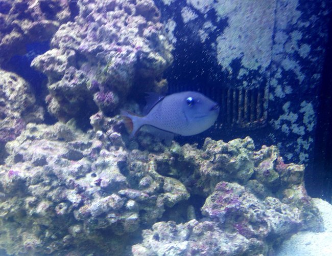 saltwater fish - xanthichthys auromarginatus - blue throat triggerfish stocking in 150 gallons tank - Blue Throat Trigger..very peaceful saltwater fish - xanthichthys auromarginatus - blue throat triggerfish stocking in 150 gallons tank - Blue Throat Trigger..very peaceful
