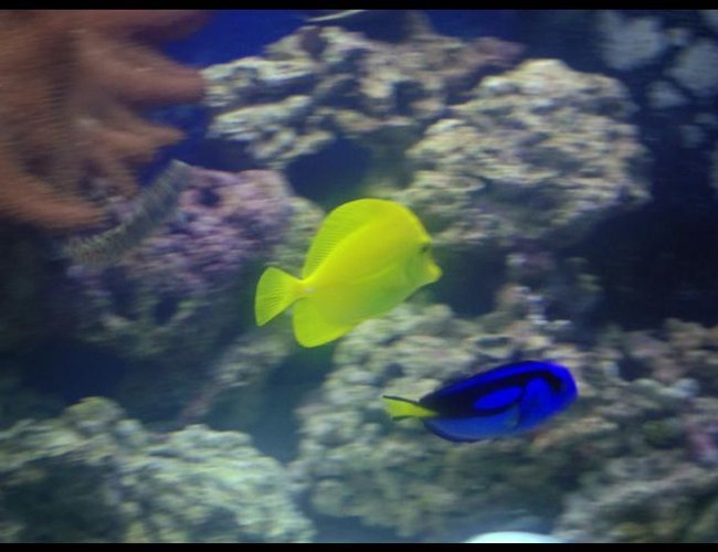 saltwater fish - zebrasoma flavescens - yellow tang - hawaii stocking in 150 gallons tank - Tangs swimming together as always saltwater fish - zebrasoma flavescens - yellow tang - hawaii stocking in 150 gallons tank - Tangs swimming together as always