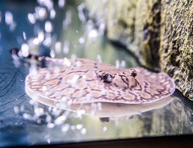saltwater fish - henlei x mantilla - stingray stocking in 200 gallons tank - Henlei x Mantilla saltwater fish - henlei x mantilla - stingray stocking in 200 gallons tank - Henlei x Mantilla