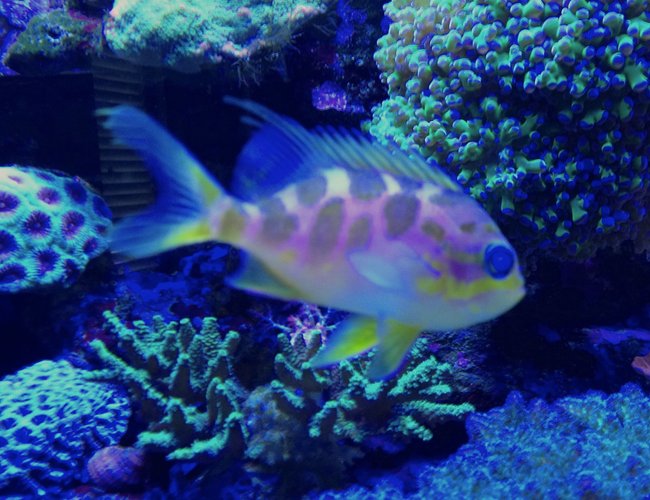saltwater fish - odontanthias borbonius - borbonius anthias stocking in 75 gallons tank - Barbonius anthias saltwater fish - odontanthias borbonius - borbonius anthias stocking in 75 gallons tank - Barbonius anthias