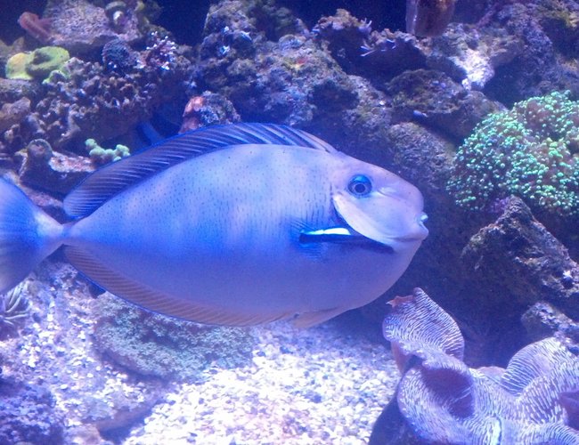 saltwater fish - naso vlamingii - vlamingii tang stocking in 550 gallons tank - Vlamingii tang 14" saltwater fish - naso vlamingii - vlamingii tang stocking in 550 gallons tank - Vlamingii tang 14"