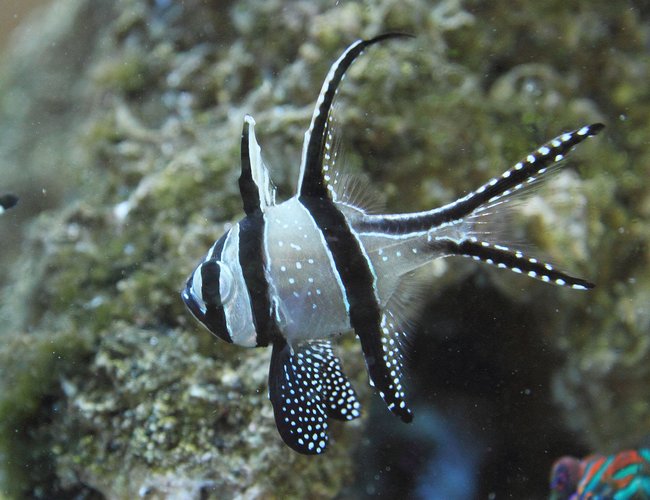 saltwater fish - pterapogon kauderni - kaudern's cardinal stocking in 45 gallons tank - Banggai cardinalfish (Pterapogon kauderni) saltwater fish - pterapogon kauderni - kaudern's cardinal stocking in 45 gallons tank - Banggai cardinalfish (Pterapogon kauderni)