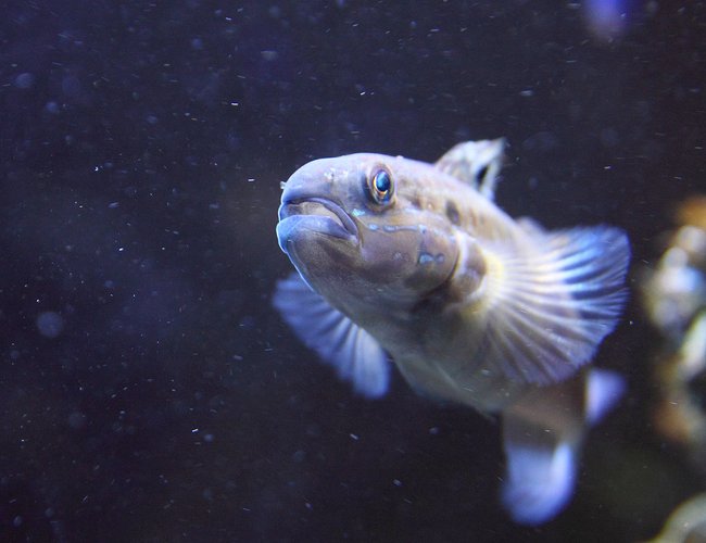 saltwater fish - amblygobius phalaena - sleeper banded goby stocking in 45 gallons tank - Banded Goby, Amblygobius phalaena saltwater fish - amblygobius phalaena - sleeper banded goby stocking in 45 gallons tank - Banded Goby, Amblygobius phalaena