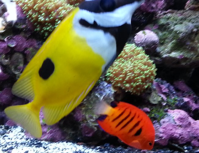saltwater fish - siganus unimaculatus - one spot foxface stocking in 80 gallons tank - Flame angel and fox face saltwater fish - siganus unimaculatus - one spot foxface stocking in 80 gallons tank - Flame angel and fox face
