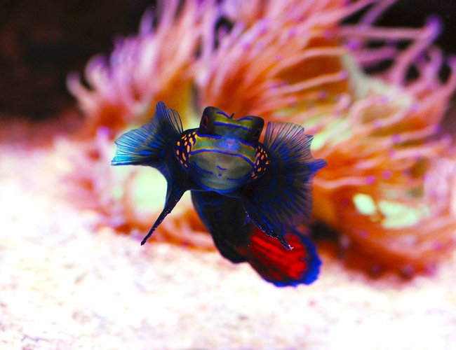 saltwater fish - synchiropus splendidus - green mandarin ( stocking in 105 gallons tank - Mandarin saltwater fish - synchiropus splendidus - green mandarin ( stocking in 105 gallons tank - Mandarin