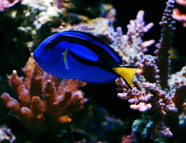 saltwater fish - paracanthurus hepatus - blue tang stocking in 105 gallons tank - Blue Hippo saltwater fish - paracanthurus hepatus - blue tang stocking in 105 gallons tank - Blue Hippo