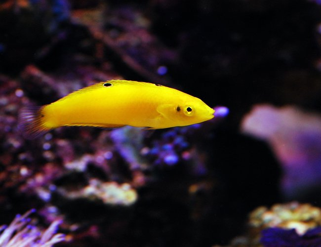 saltwater fish - halichoeres chrysus - yellow wrasse stocking in 105 gallons tank - Yellow Coris saltwater fish - halichoeres chrysus - yellow wrasse stocking in 105 gallons tank - Yellow Coris