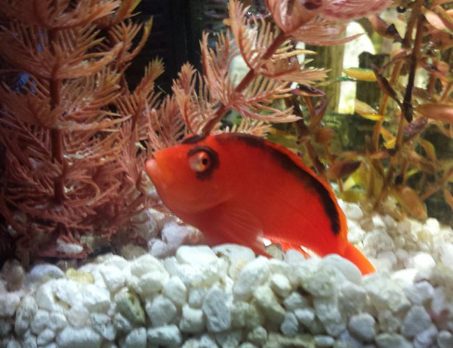 saltwater fish stocking in 40 gallons tank - My Flame Hawkfish saltwater fish stocking in 40 gallons tank - My Flame Hawkfish