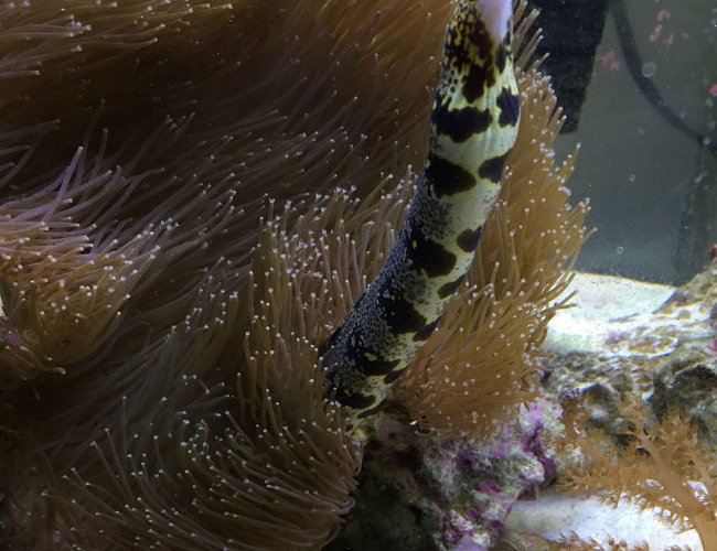 saltwater fish stocking in 90 gallons tank - Snowflake eel saltwater fish stocking in 90 gallons tank - Snowflake eel
