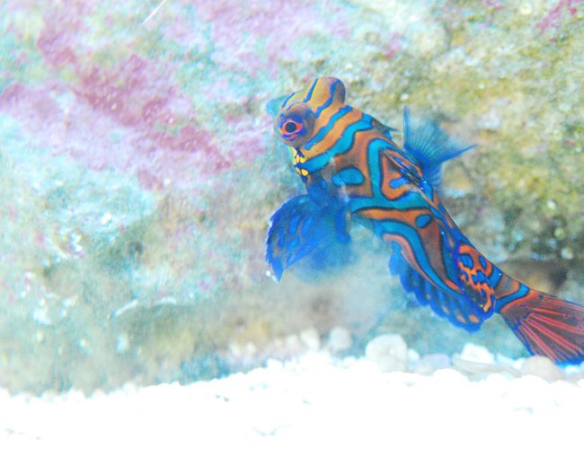 saltwater fish stocking in 90 gallons tank - green mandarin side eye saltwater fish stocking in 90 gallons tank - green mandarin side eye
