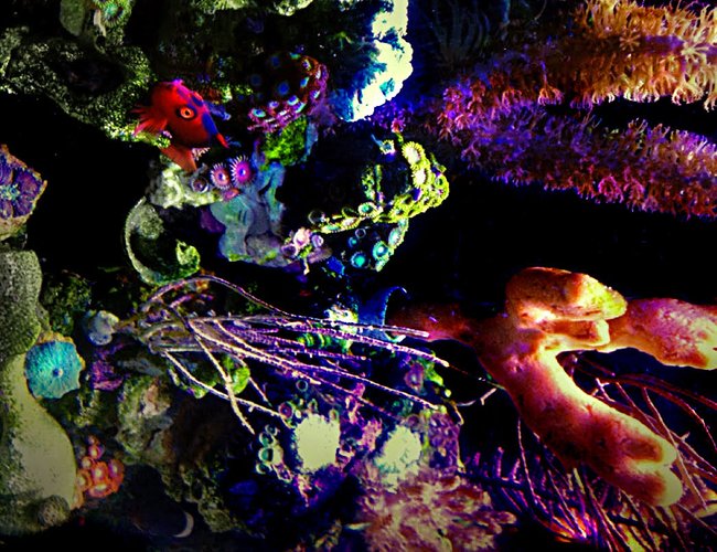 saltwater fish stocking in 23 gallons tank - My Flame Hawkfish loves to watch everything I do. saltwater fish stocking in 23 gallons tank - My Flame Hawkfish loves to watch everything I do.