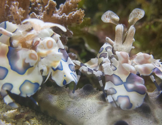saltwater fish stocking in 200 gallons tank - Harliquins taking down a starfish saltwater fish stocking in 200 gallons tank - Harliquins taking down a starfish